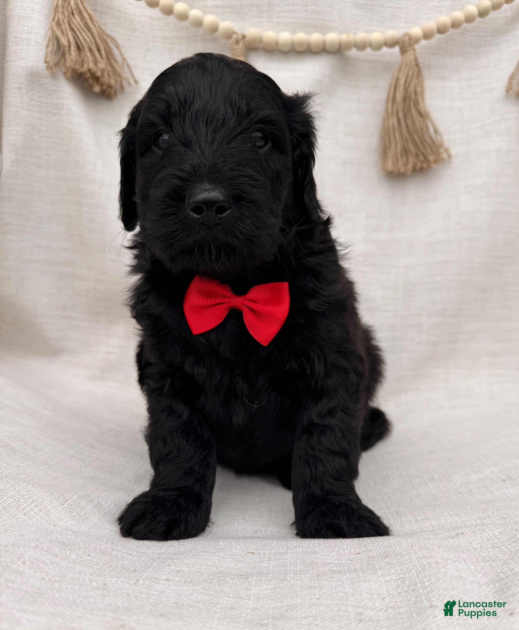 Goldendoodle dogs for sale: Goldendoodle Puppy 4 - Ad 2