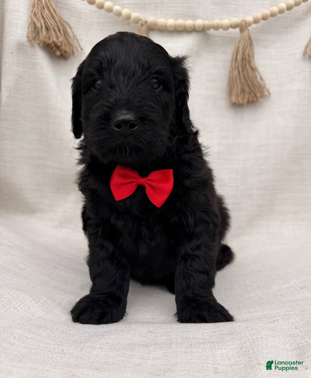 Goldendoodle dogs for sale: Goldendoodle Puppy 4 - Ad 1