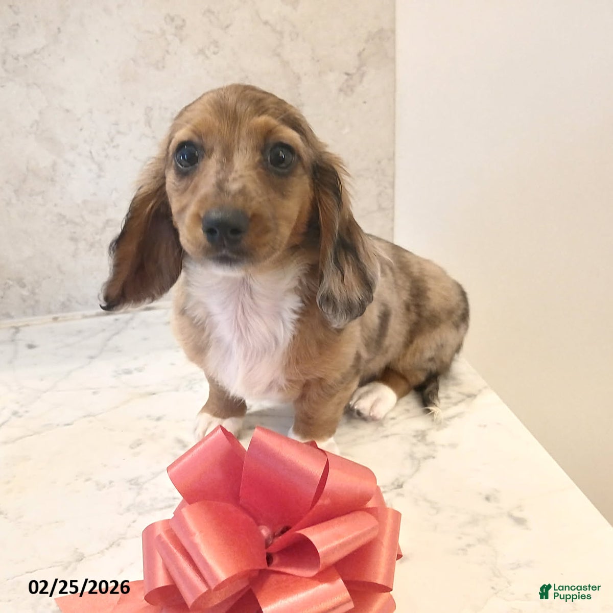 Miniature Dachshund dogs Darling - Ad 1