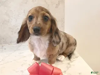 Miniature Dachshund dogs for sale: Darling - Ad 3