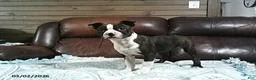 Boston Terrier dogs for sale: Hailey - Ad 1
