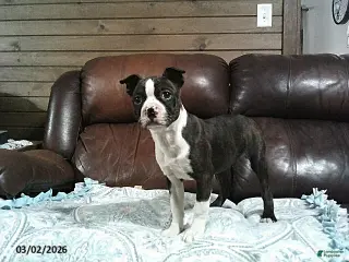 Boston Terrier dogs for sale: Hailey - Ad 2