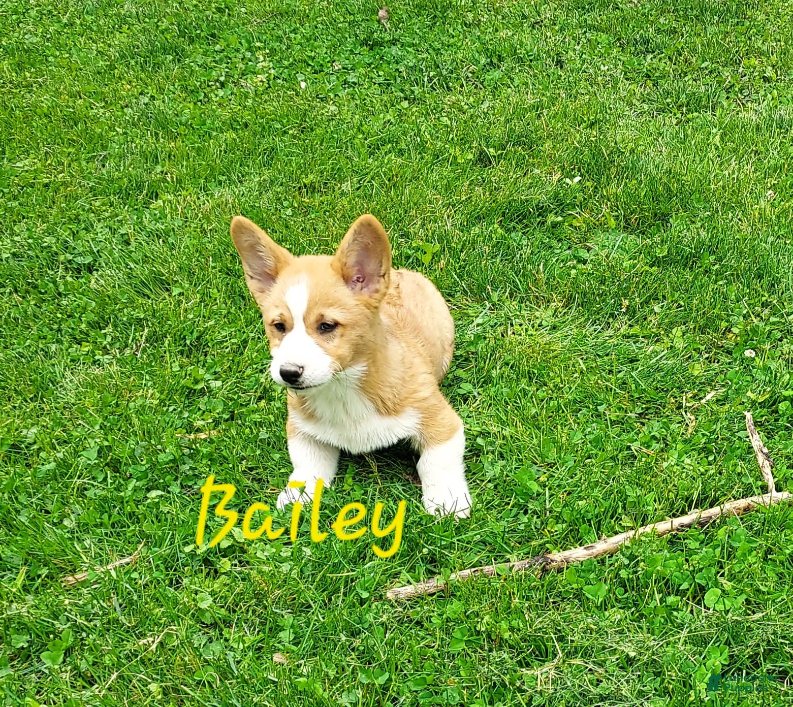 Welsh Corgi Pembroke dogs Bailey - Ad 1