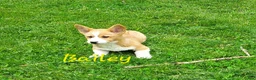 Welsh Corgi Pembroke dogs for sale: Bailey - Ad 1