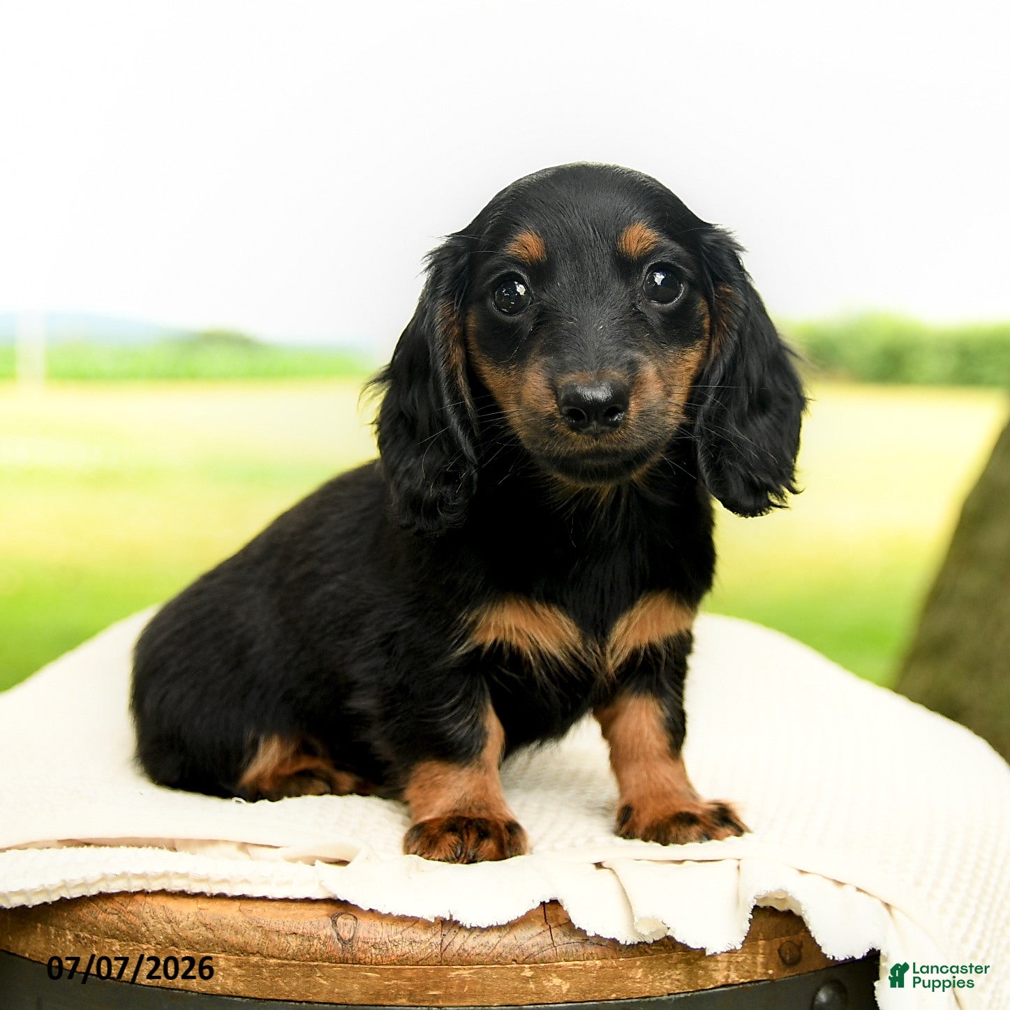 Miniature Dachshund dogs Cinder - Ad 1