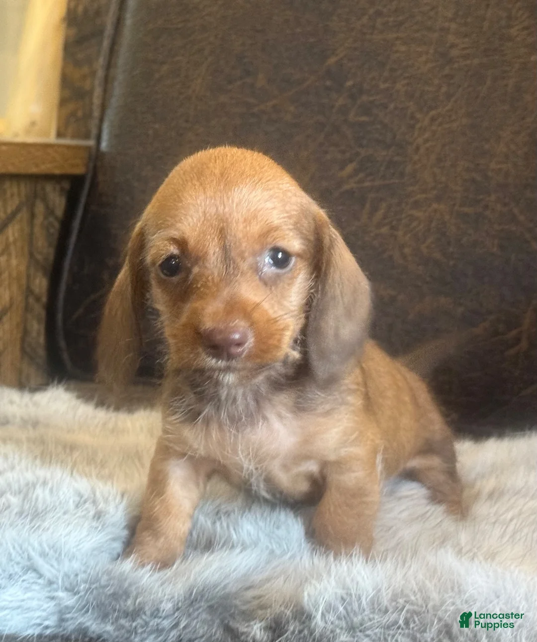 Miniature Dachshund dogs for sale: Dash - Ad 14