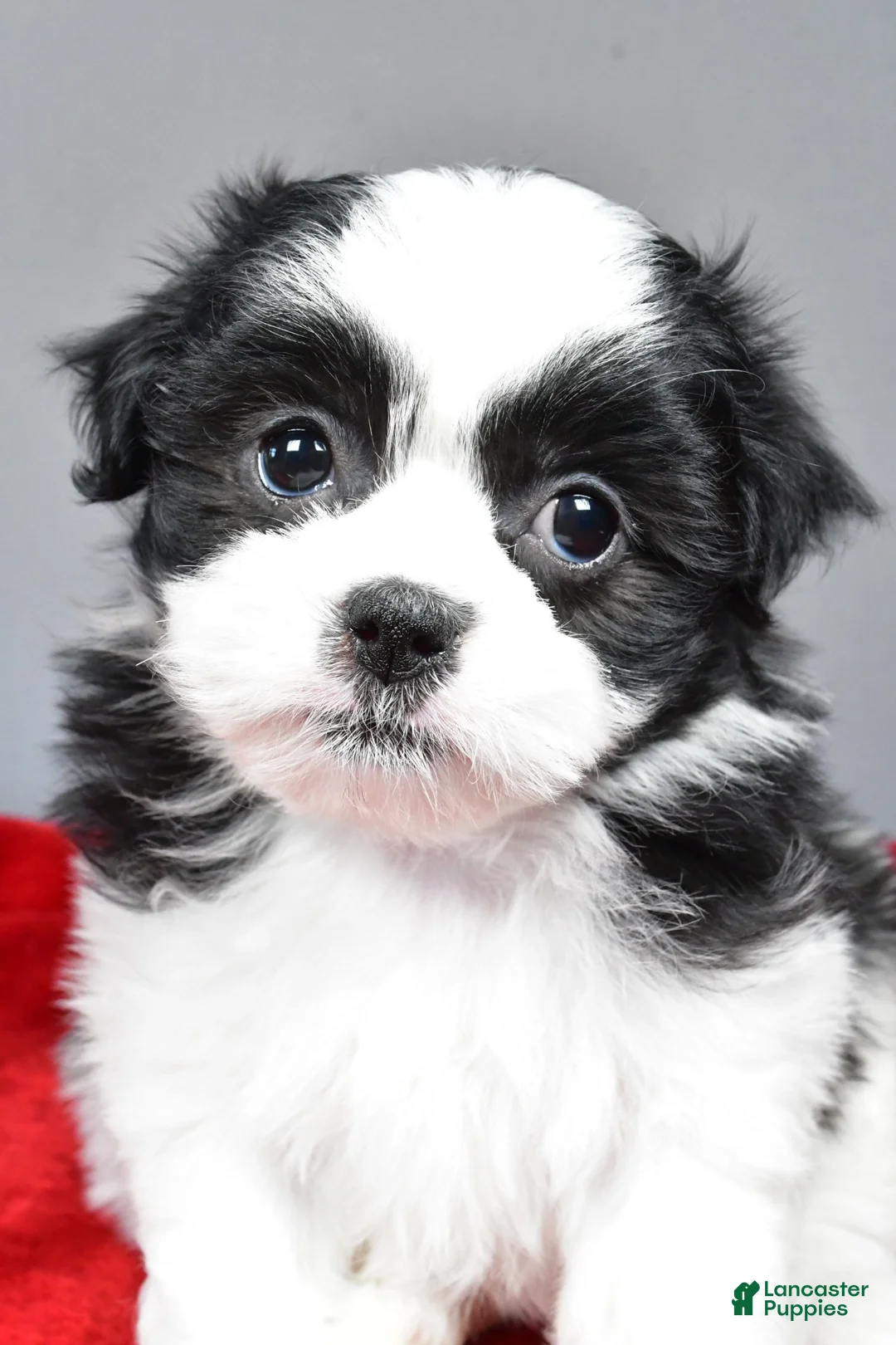 Teddy Bear dogs for sale: mikynlee - Ad 5