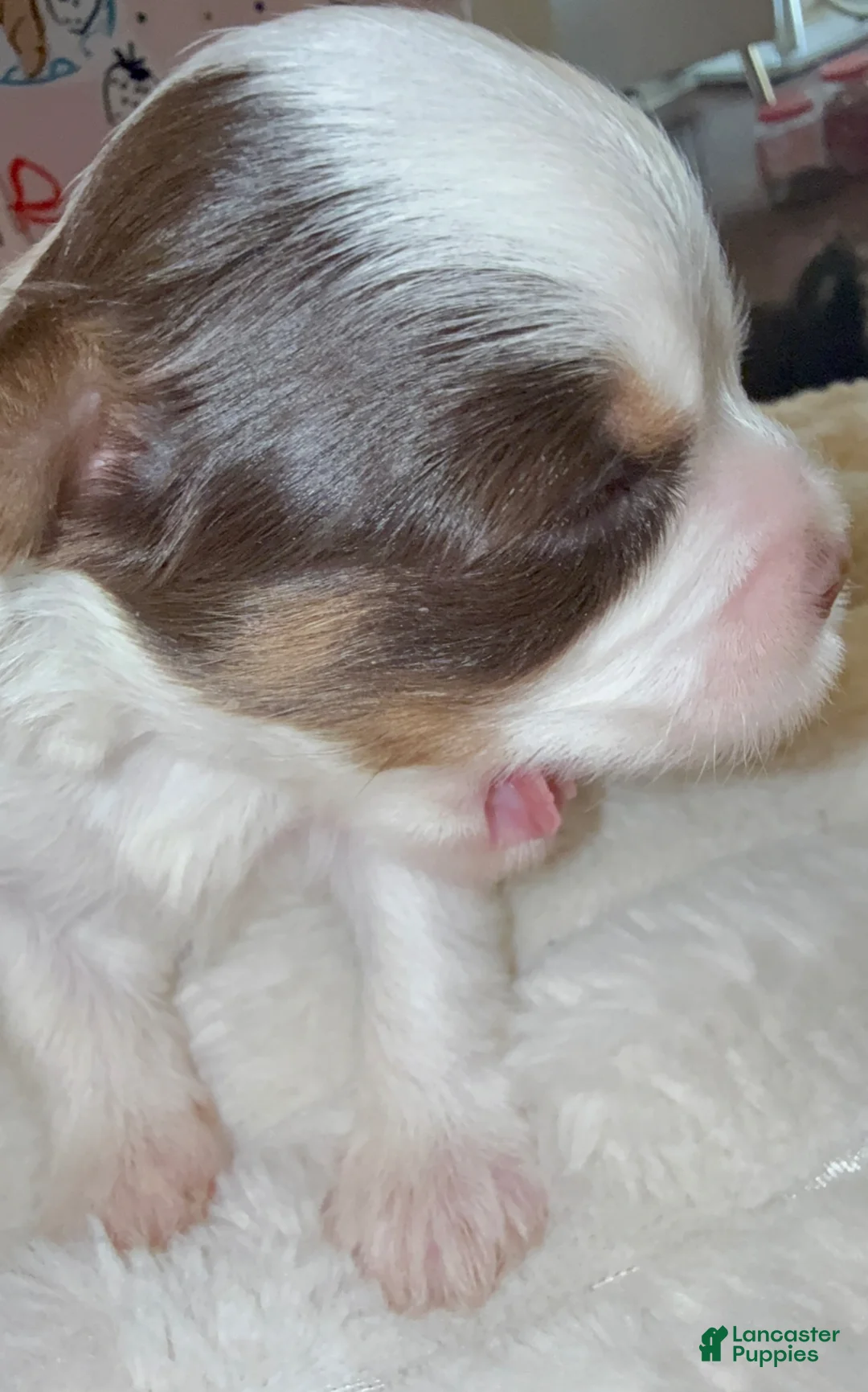 Yorkshire Terrier dogs for sale: Cookies and Cream - Ad 1