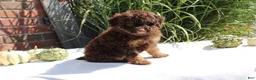 Miniature Poodle dogs for sale: Suzy - Ad 8