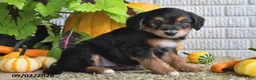 Mixed Breed dogs for sale: Cody - Ad 3