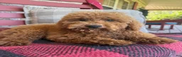 Mixed Breed dogs for sale: Jasper - Ad 3