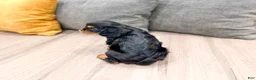 Cavalier King Charles Spaniel dogs for sale: Maya - Ad 6