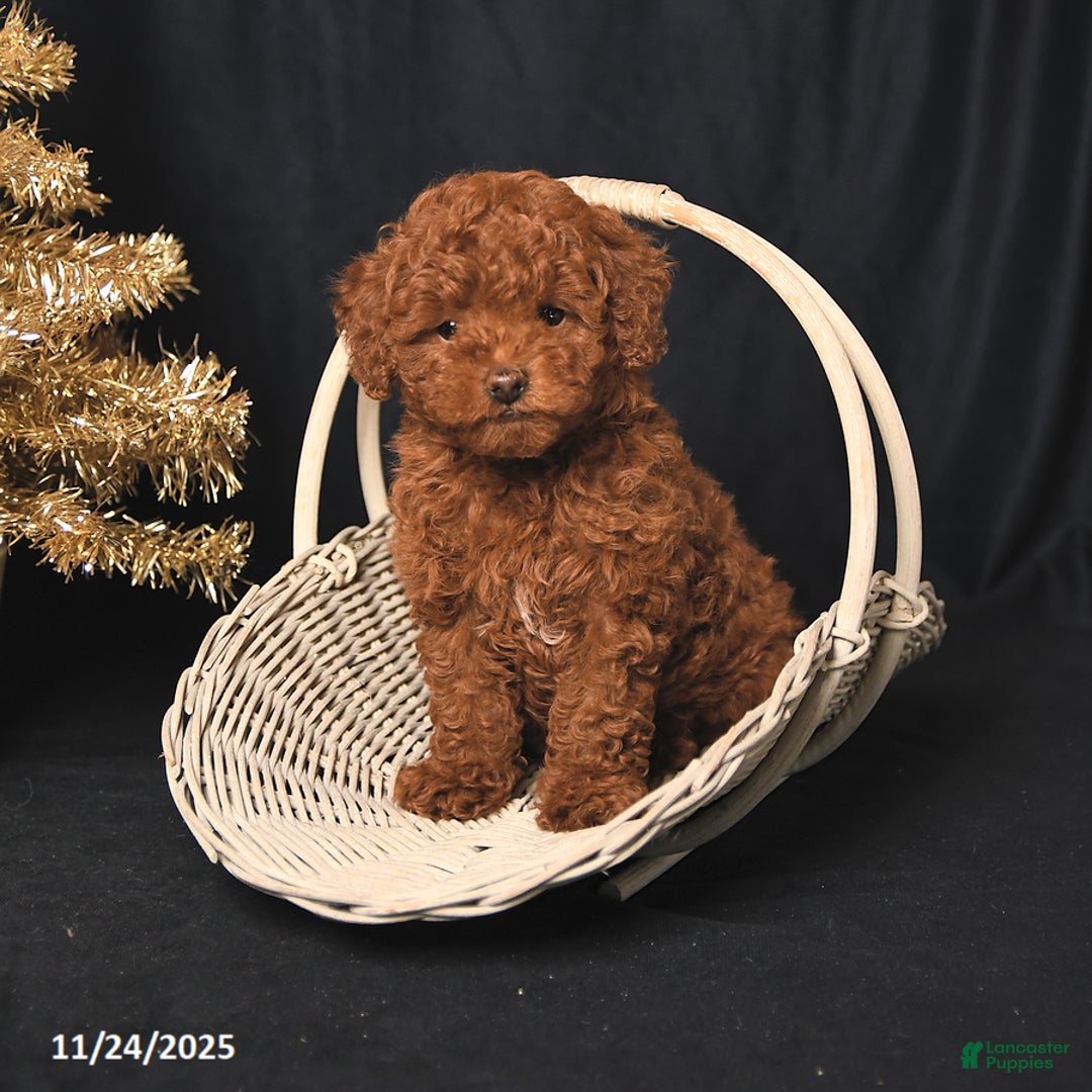 Toy Poodle dogs for sale: Winston - Ad 3