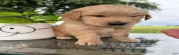 Golden Retriever dogs for sale: Fletcher - Ad 3