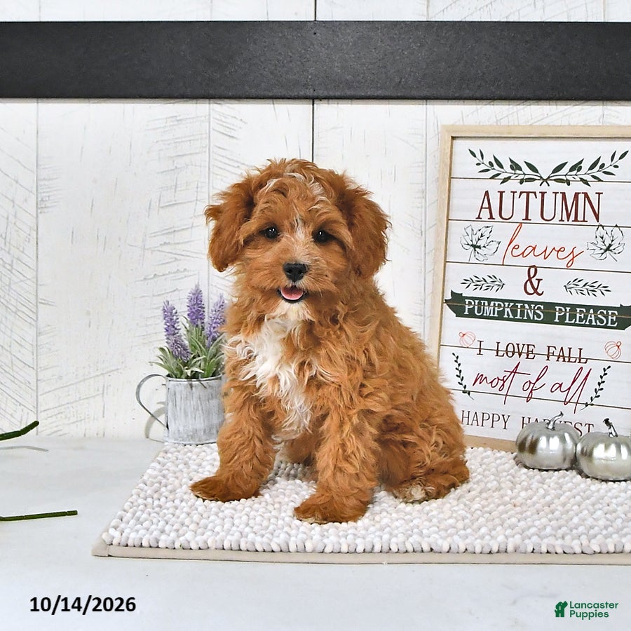 Cavapoo dogs Zachary - Ad 2