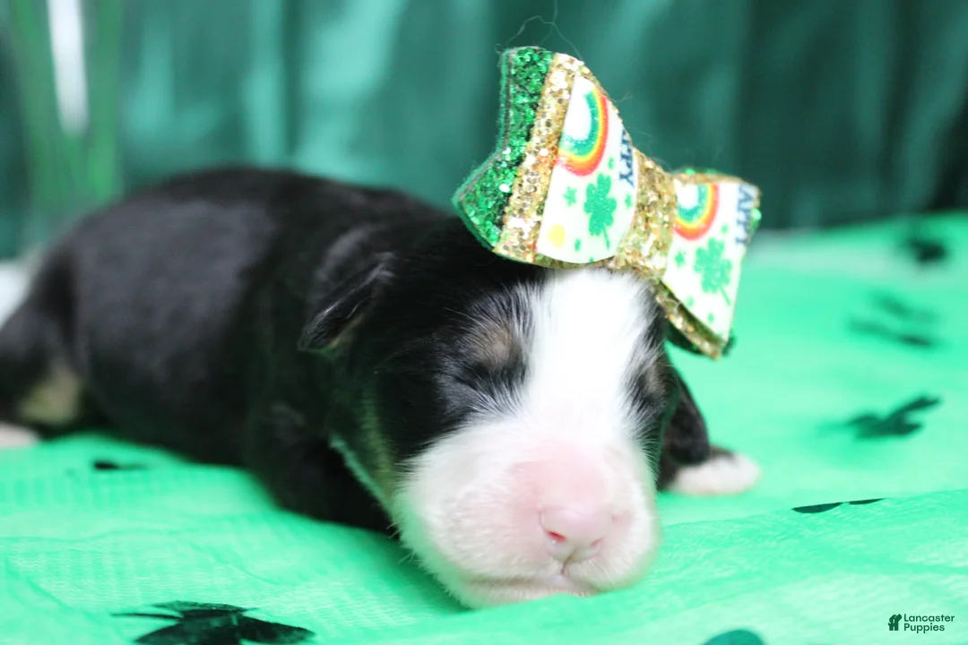 Bernese Mountain Dog dogs for sale: Sydney  - Ad 2