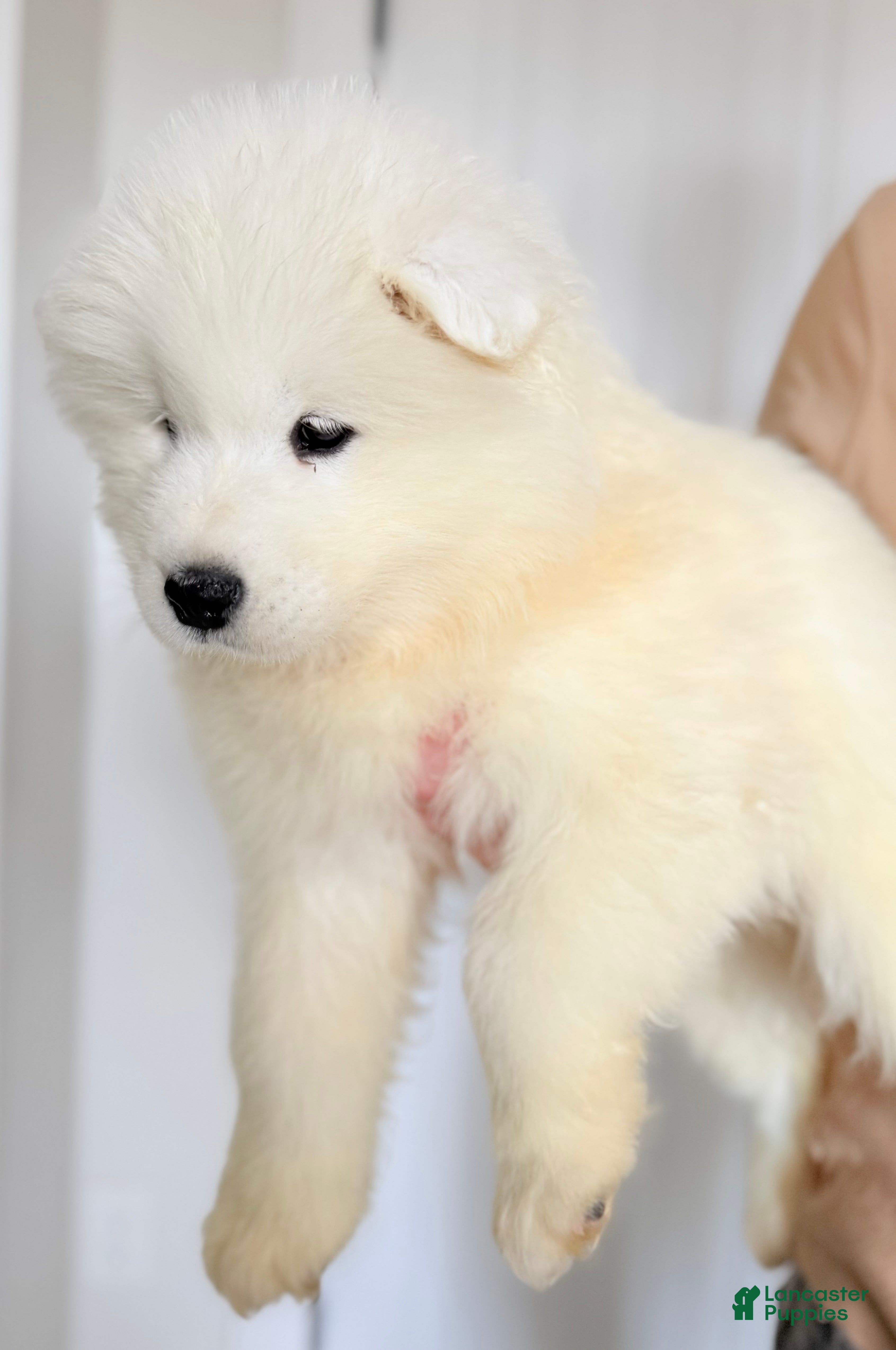 Samoyed dogs Dax - Ad 22