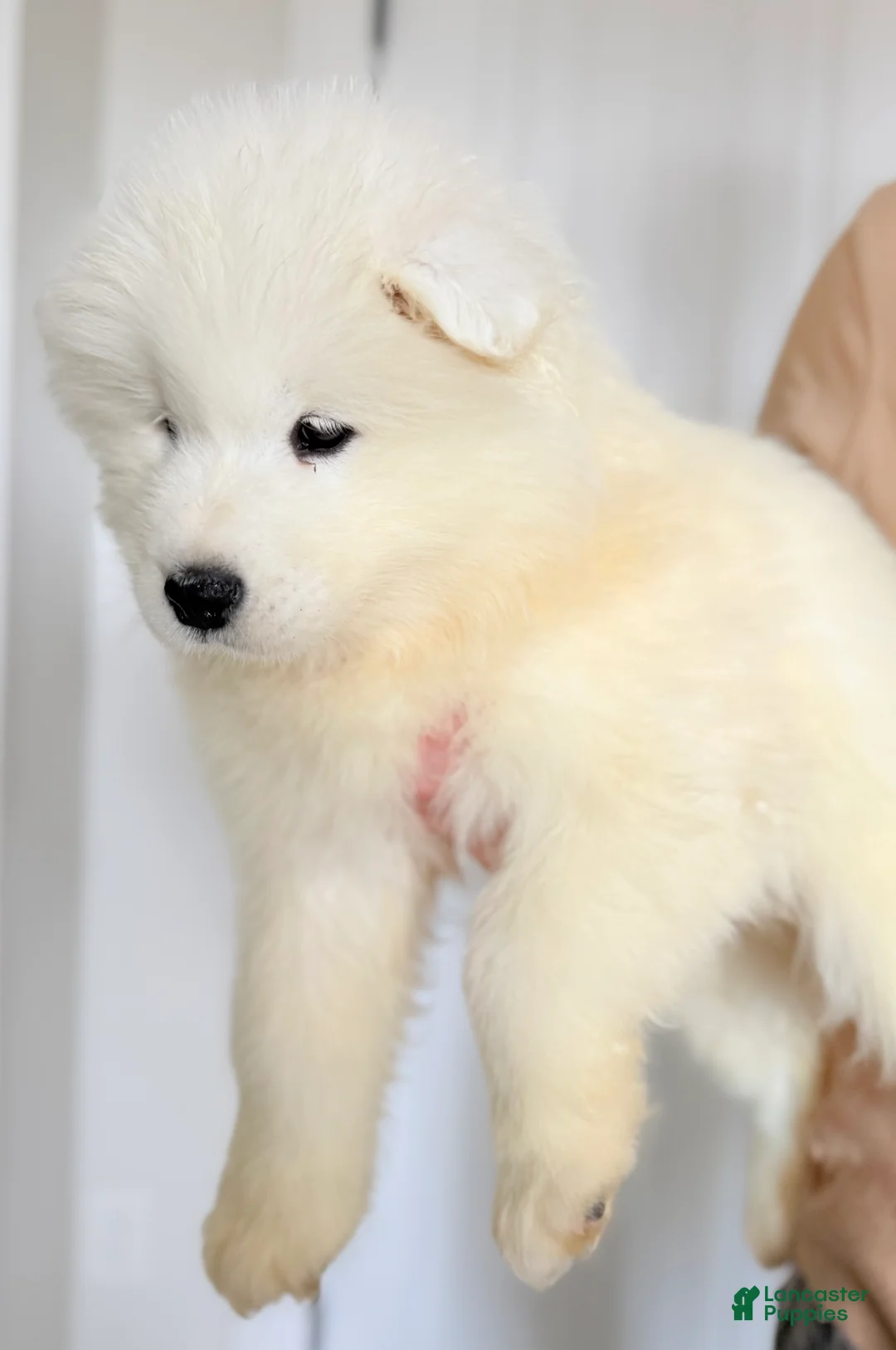 Samoyed dogs for sale: Dax - Ad 1