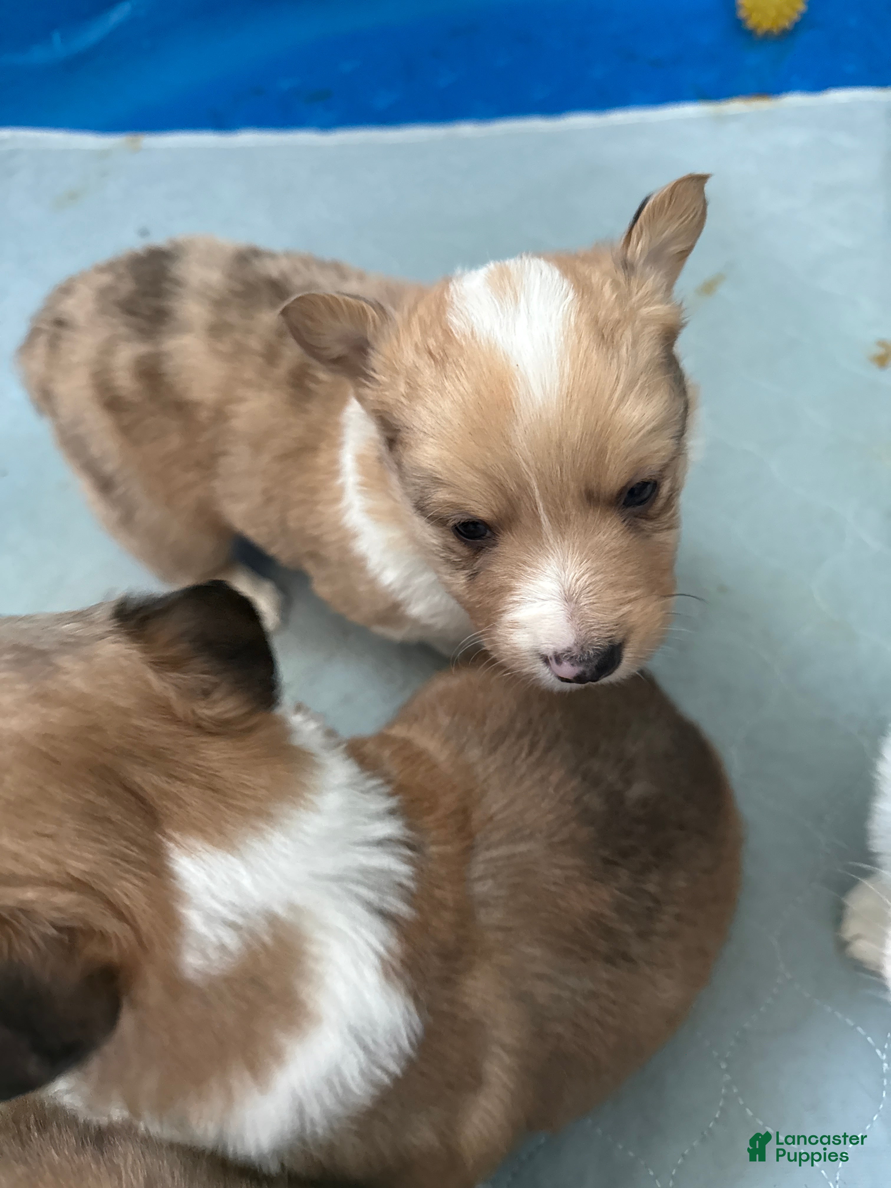 Welsh Corgi Pembroke dogs Welsh Corgi Pembroke Puppy 3 - Ad 11