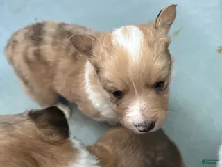 Welsh Corgi Pembroke dogs Welsh Corgi Pembroke Puppy 3 - Ad 5