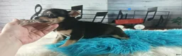 Chihuahua dogs for sale: Blk tan male B Hand Delivery  - Ad 4