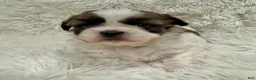 Shih Tzu dogs for sale: Maggie - Ad 4