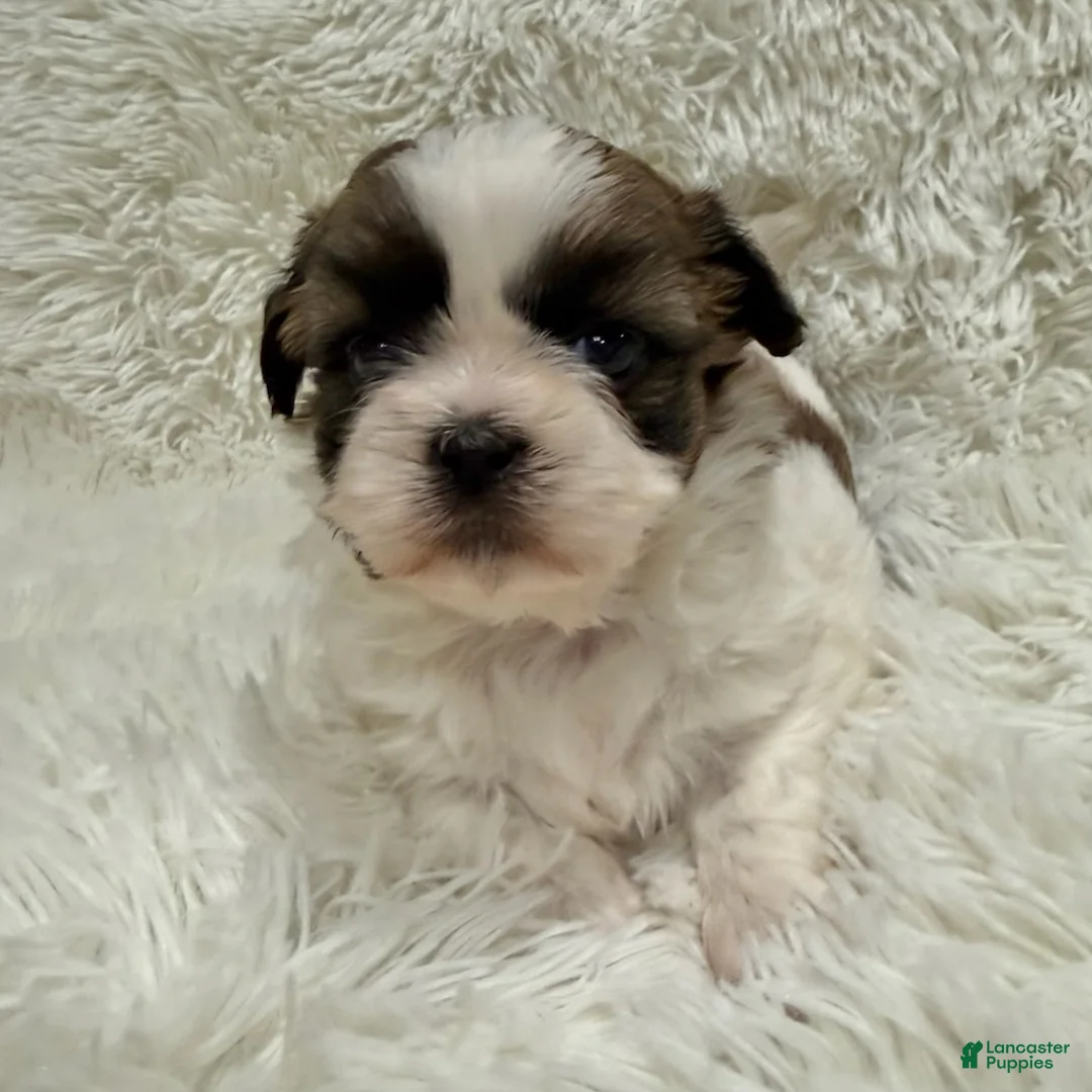 Shih Tzu dogs for sale: Maggie - Ad 4