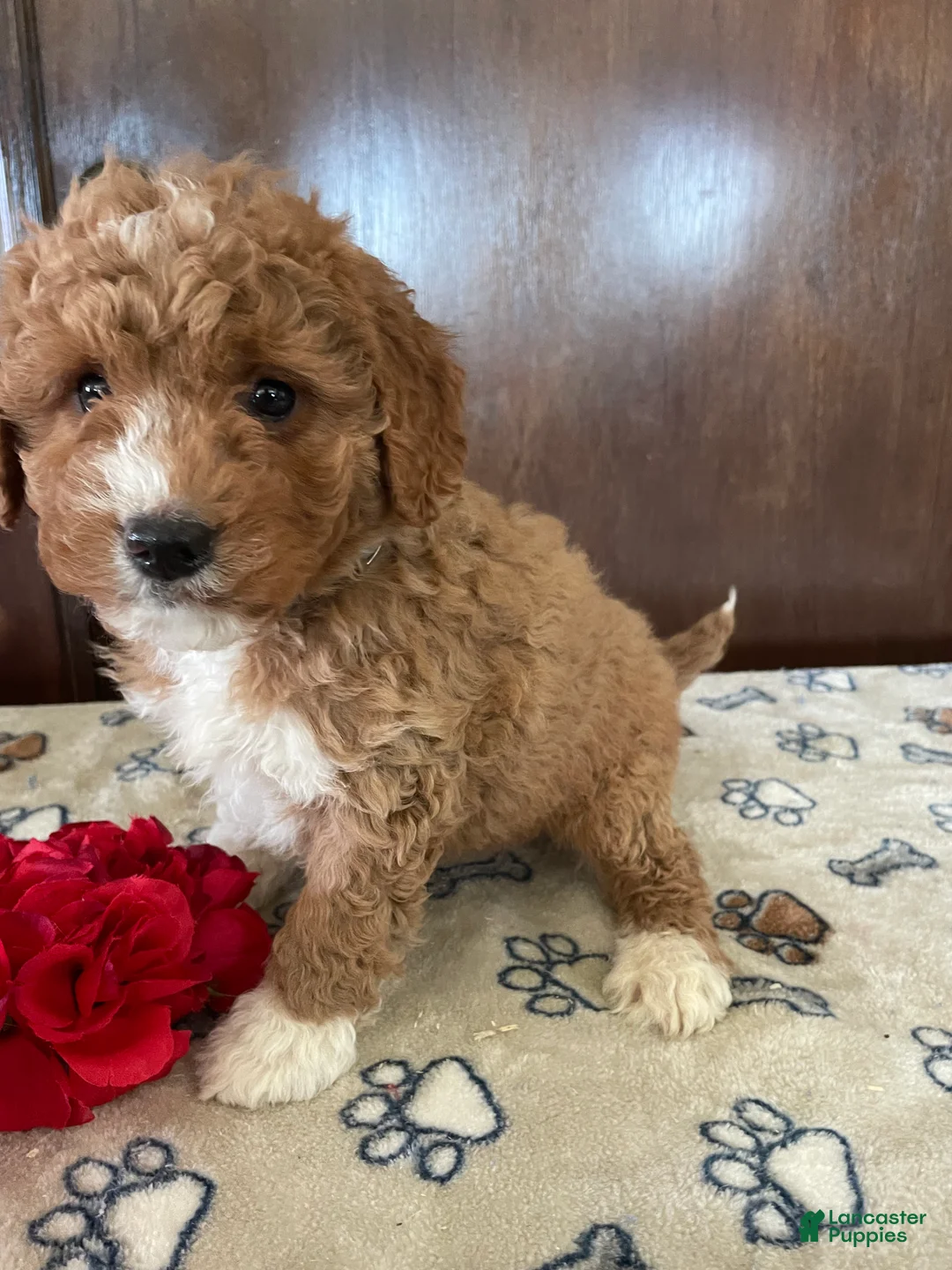 Mini Goldendoodle dogs for sale: Arrow - Ad 4
