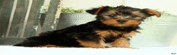 Yorkshire Terrier dogs for sale: Zane - Ad 5