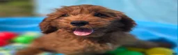 Cockapoo dogs for sale: Milan - Ad 23