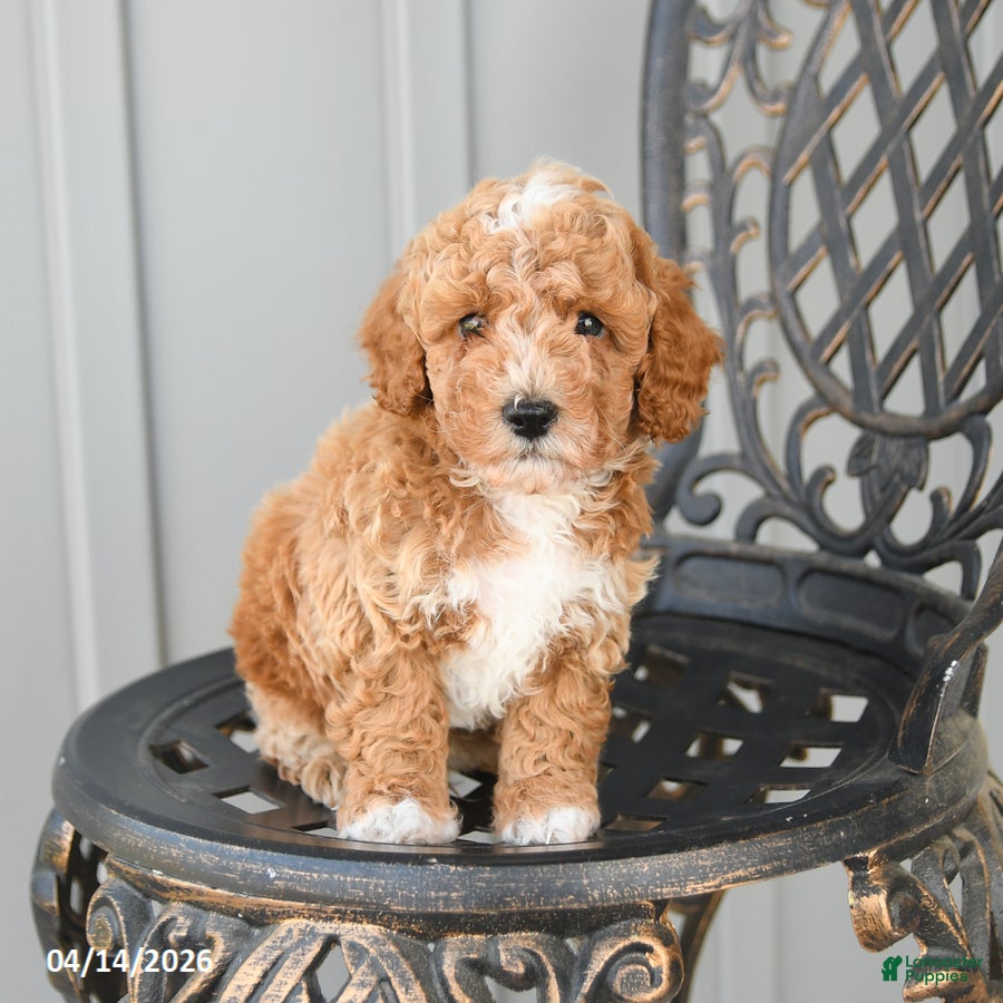 Toy Poodle dogs Charlie - Ad 2