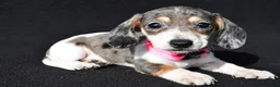 Miniature Dachshund dogs for sale: Daisy - Ad 5