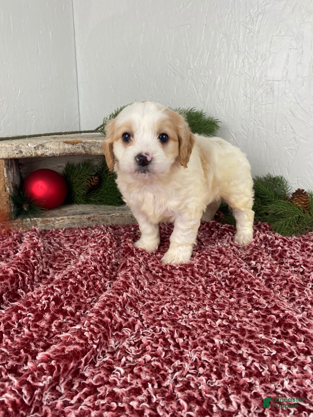 Cockapoo dogs for sale: Ace - Ad 9