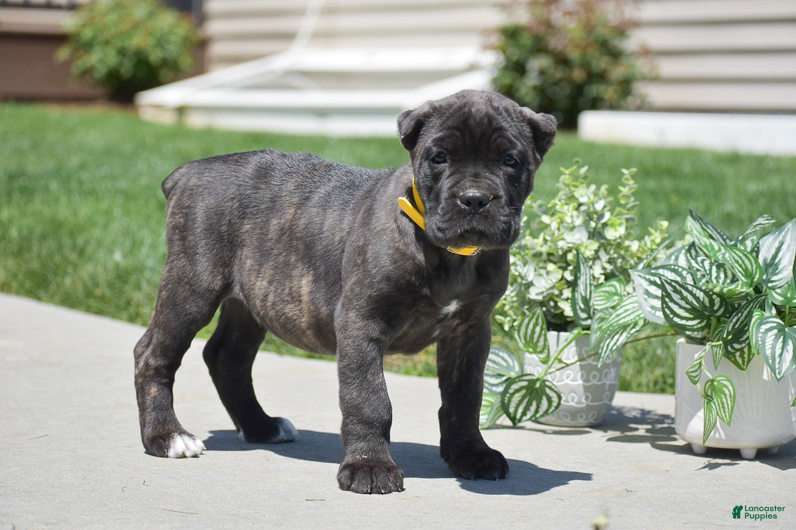 Cane Corso dogs Cooper - Ad 1
