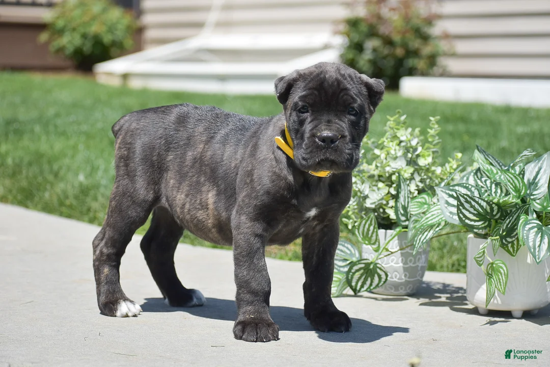 Cane Corso dogs for sale: Cooper - Ad 1