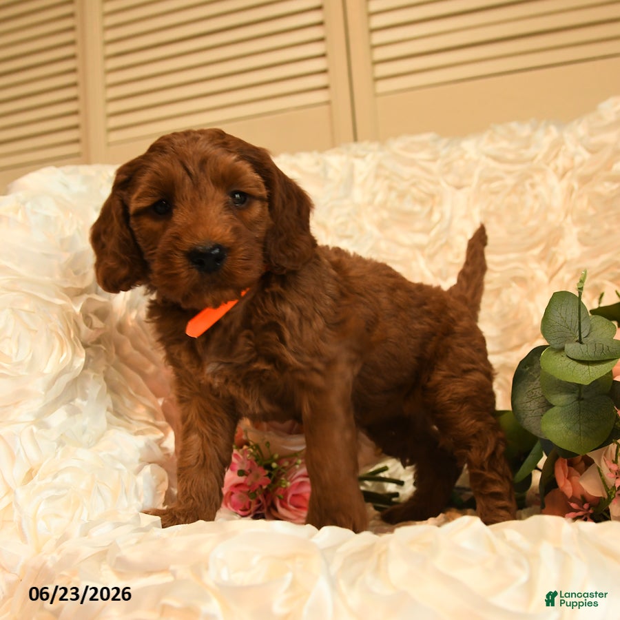 Mini Goldendoodle dogs Gloria - Ad 2