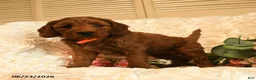Mini Goldendoodle dogs for sale: Gloria - Ad 2