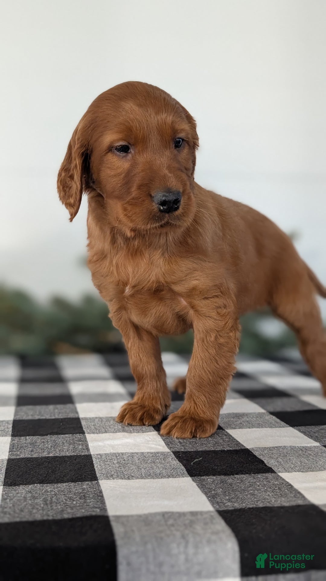 Irish Setter dogs for sale: Elmo - Ad 7