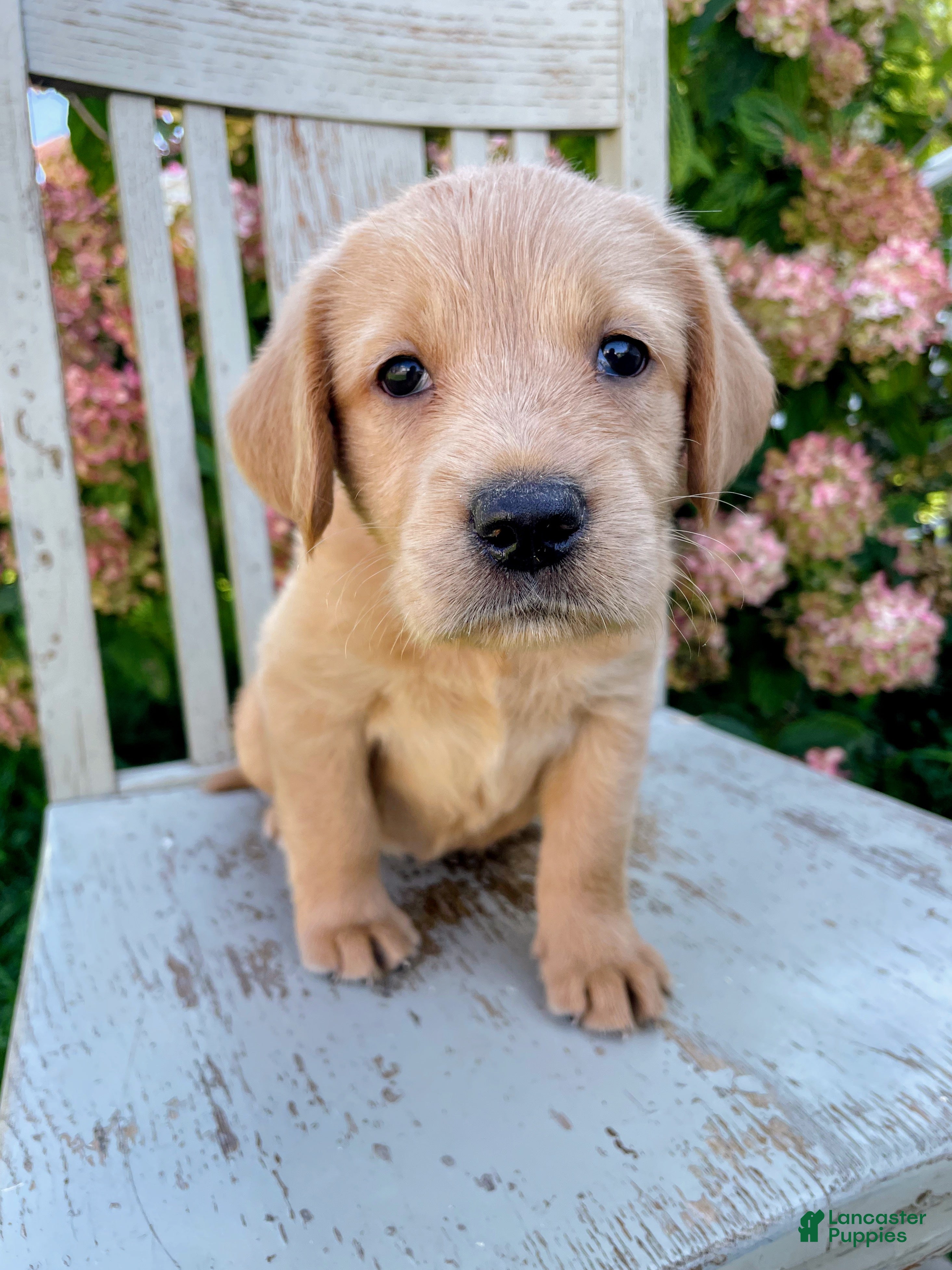 Mixed Breed dogs for sale: Rocky - Ad 1