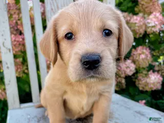 Mixed Breed dogs Rocky - Ad 7