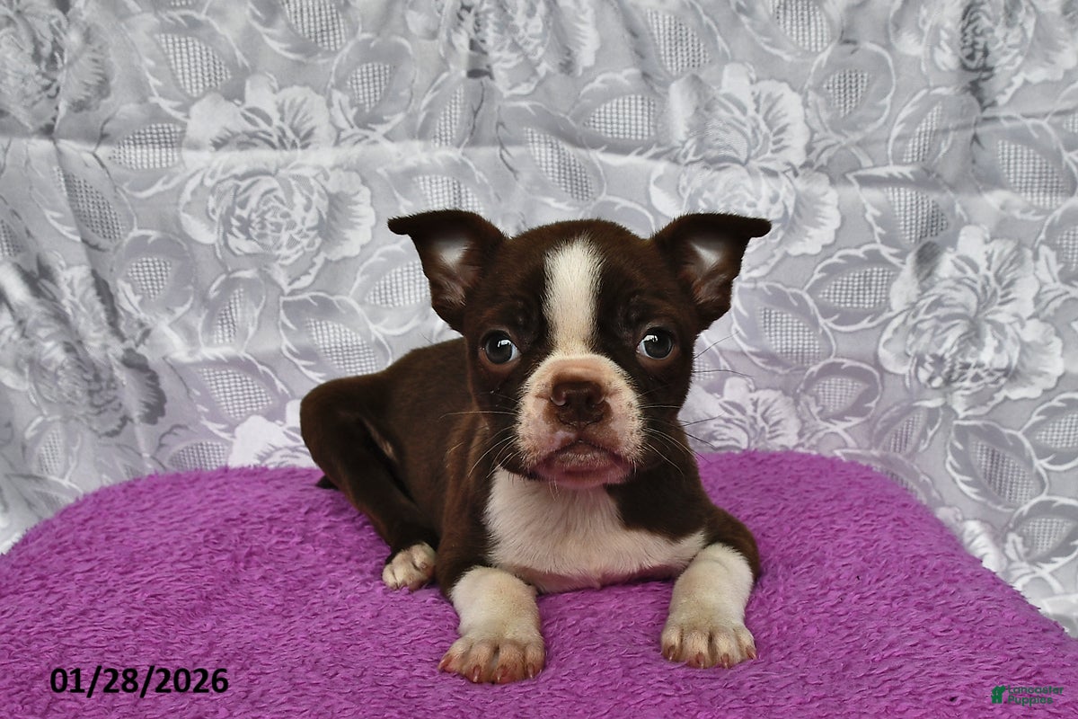 Boston Terrier dogs Dawn  - Ad 26