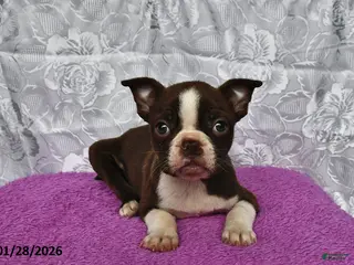 Boston Terrier dogs Dawn - Ad 26