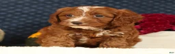 Cavapoo dogs for sale: Stanley - Ad 5