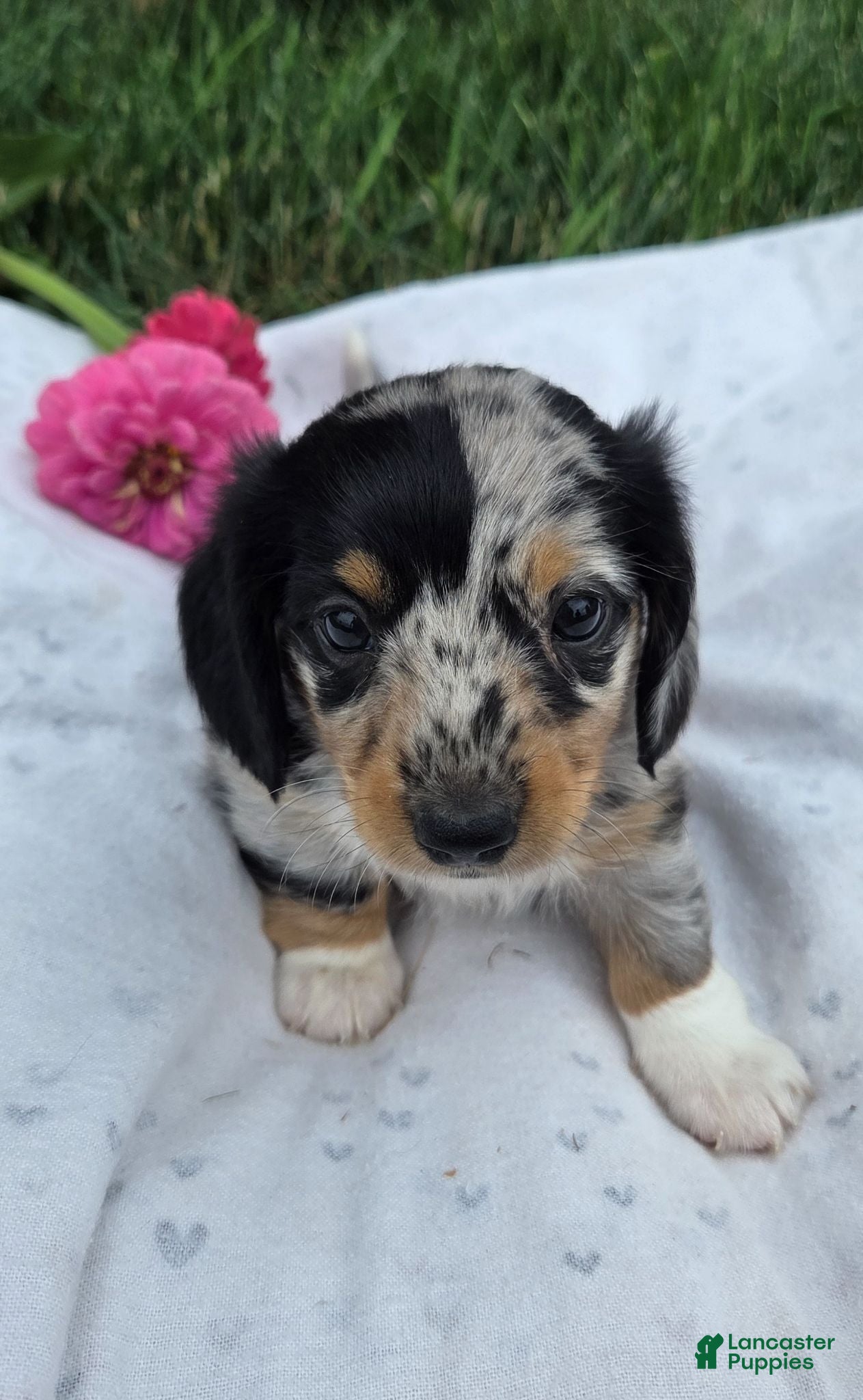 Miniature Dachshund dogs Smokie - Ad 1