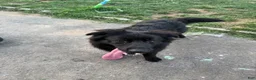 German Shepherd dogs for stud: Single dog her name is nena  - Ad 4