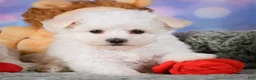 Maltipoo dogs for sale: Dexter - Ad 13