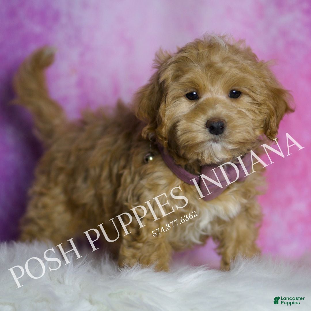 Maltipoo dogs for sale: Chuckie - Ad 5