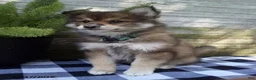 Pomsky dogs for sale: Lilly - Ad 1