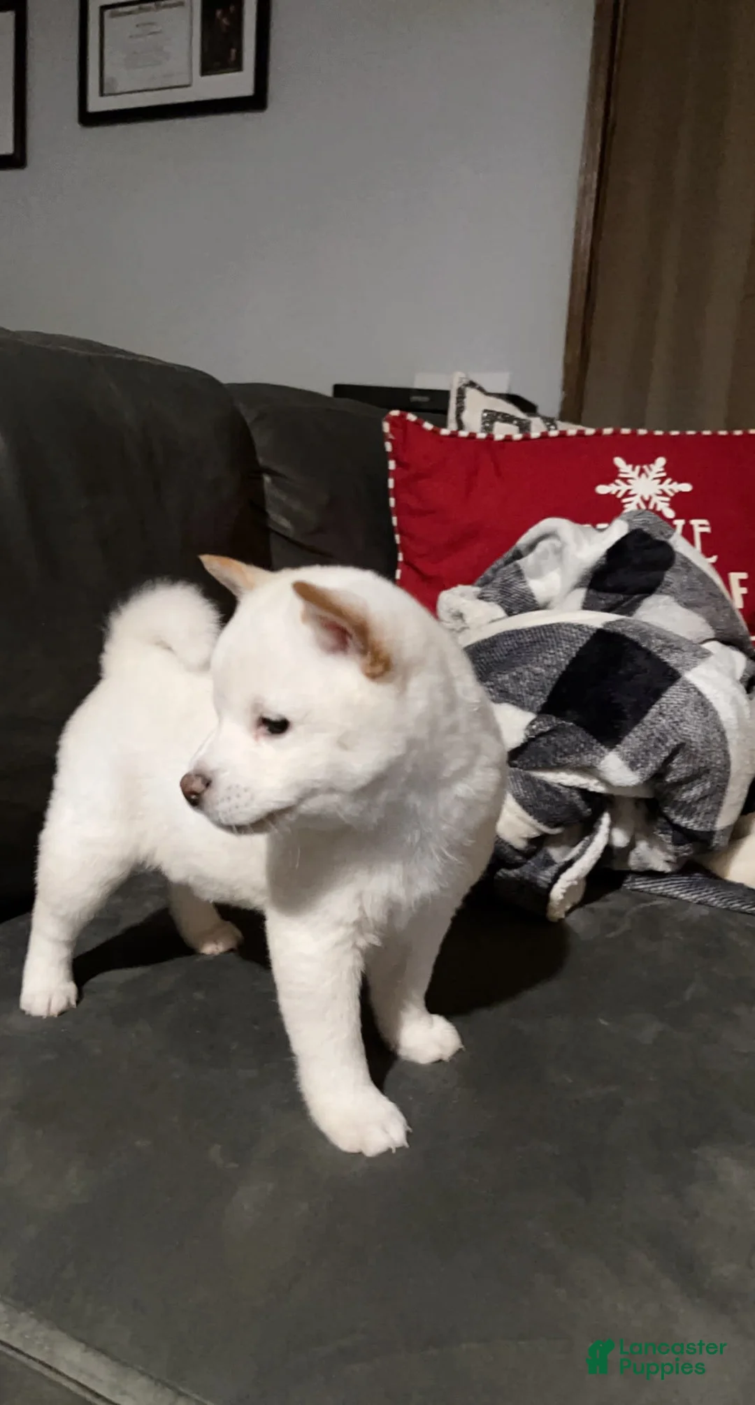 Gallery Image {{count}}