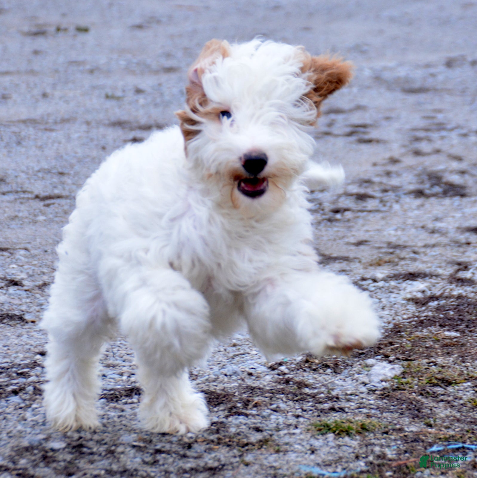 Goldendoodle dogs Danny - Ad 15